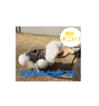 ポメペキです（個別スタンプ：9）