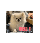ポメペキです（個別スタンプ：16）