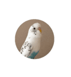 セキセイインコ のシルちゃん 5（個別スタンプ：1）