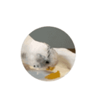 セキセイインコ のシルちゃん 5（個別スタンプ：2）