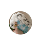 セキセイインコ のシルちゃん 5（個別スタンプ：3）