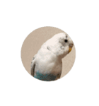 セキセイインコ のシルちゃん 5（個別スタンプ：4）