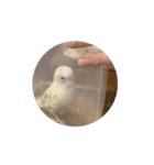 セキセイインコ のシルちゃん 5（個別スタンプ：5）