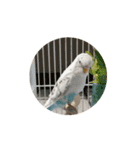 セキセイインコ のシルちゃん 5（個別スタンプ：8）