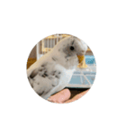 セキセイインコ のシルちゃん 5（個別スタンプ：10）