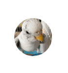 セキセイインコ のシルちゃん 5（個別スタンプ：11）