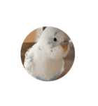 セキセイインコ のシルちゃん 5（個別スタンプ：12）