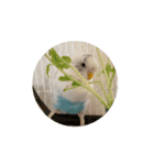 セキセイインコ のシルちゃん 5（個別スタンプ：14）