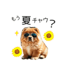 夏のふわふわチャウチャウ【日常会話】（個別スタンプ：1）