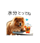 夏のふわふわチャウチャウ【日常会話】（個別スタンプ：3）