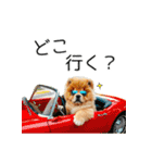 夏のふわふわチャウチャウ【日常会話】（個別スタンプ：4）