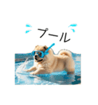 夏のふわふわチャウチャウ【日常会話】（個別スタンプ：5）