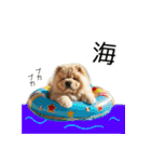 夏のふわふわチャウチャウ【日常会話】（個別スタンプ：6）
