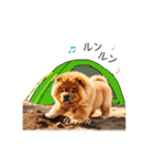 夏のふわふわチャウチャウ【日常会話】（個別スタンプ：10）