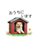 夏のふわふわチャウチャウ【日常会話】（個別スタンプ：12）