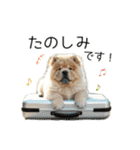 夏のふわふわチャウチャウ【日常会話】（個別スタンプ：13）