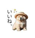 夏のふわふわチャウチャウ【日常会話】（個別スタンプ：15）