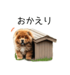 夏のふわふわチャウチャウ【日常会話】（個別スタンプ：18）