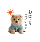 夏のふわふわチャウチャウ【日常会話】（個別スタンプ：21）
