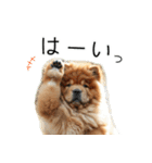 夏のふわふわチャウチャウ【日常会話】（個別スタンプ：22）