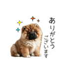 夏のふわふわチャウチャウ【日常会話】（個別スタンプ：23）