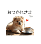 夏のふわふわチャウチャウ【日常会話】（個別スタンプ：25）