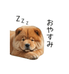 夏のふわふわチャウチャウ【日常会話】（個別スタンプ：28）