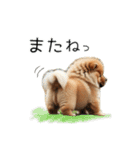 夏のふわふわチャウチャウ【日常会話】（個別スタンプ：29）