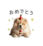 夏のふわふわチャウチャウ【日常会話】（個別スタンプ：31）