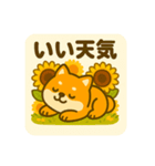 ひまわり柴犬の夏休みスタンプ（個別スタンプ：8）
