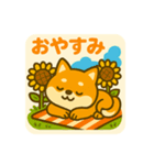 ひまわり柴犬の夏休みスタンプ（個別スタンプ：16）
