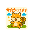 ひまわり柴犬の夏休みスタンプ（個別スタンプ：20）