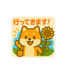 ひまわり柴犬の夏休みスタンプ（個別スタンプ：27）