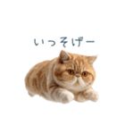 リアクションエキゾチックショートヘア（個別スタンプ：4）