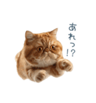 リアクションエキゾチックショートヘア（個別スタンプ：8）