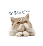 リアクションエキゾチックショートヘア（個別スタンプ：14）