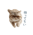 リアクションエキゾチックショートヘア（個別スタンプ：15）