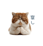 リアクションエキゾチックショートヘア（個別スタンプ：16）