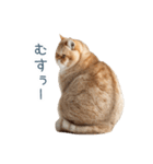 リアクションエキゾチックショートヘア（個別スタンプ：17）
