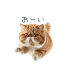 リアクションエキゾチックショートヘア（個別スタンプ：22）