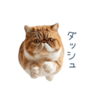 リアクションエキゾチックショートヘア（個別スタンプ：27）