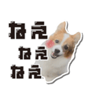 オビココスタンプ（個別スタンプ：1）