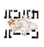 オビココスタンプ（個別スタンプ：4）