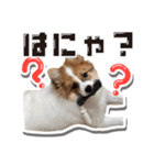 オビココスタンプ（個別スタンプ：8）
