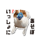 オビココスタンプ（個別スタンプ：9）