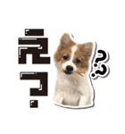 オビココスタンプ（個別スタンプ：11）