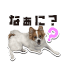 オビココスタンプ（個別スタンプ：12）