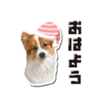 オビココスタンプ（個別スタンプ：13）