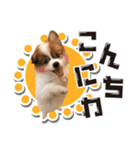 オビココスタンプ（個別スタンプ：14）
