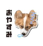 オビココスタンプ（個別スタンプ：15）